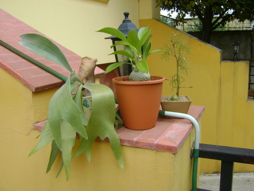 Plante in curte - r Vara 2016-2017-2018-2019