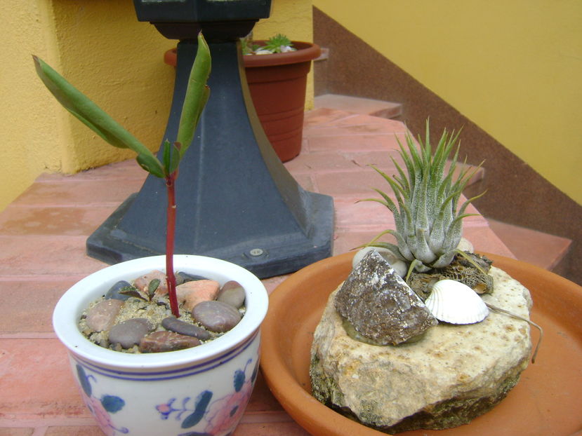 Talinum paniculatum & Tillandsia ionantha