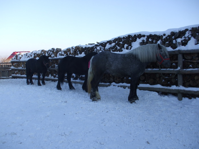suru si negrii-03.02.2010 012 - Black and grey horses