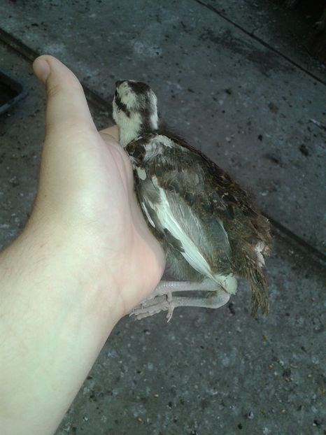  - D - cuibul uneia din fazanite gasita pe data de 07-07-2016