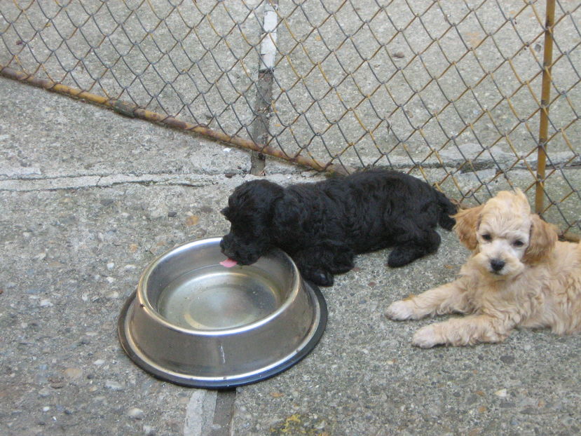  - MUKY_ ceva special