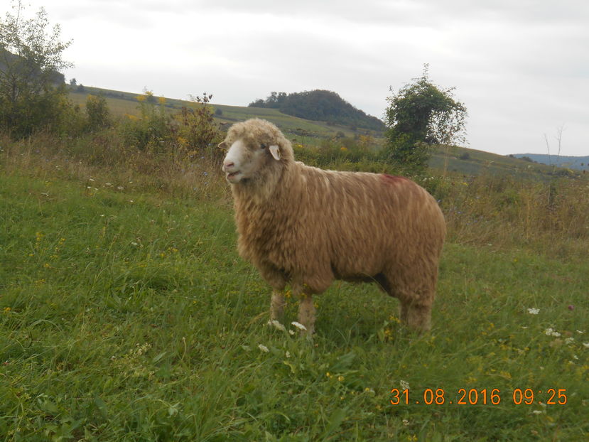 Picture 071 - turcana-Alba 2016