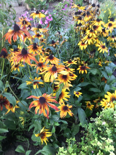 rudbeckia