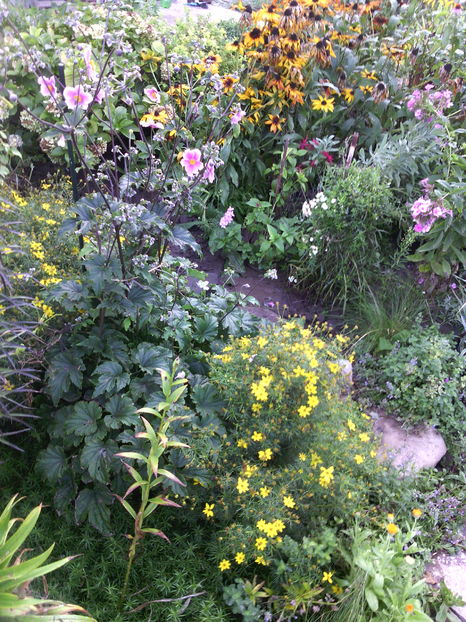  - 01-Flori din curtea mea 2016