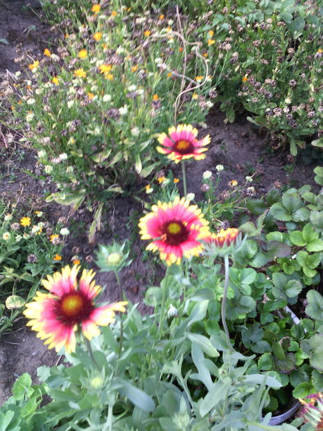 gaillardia - 01-Flori din curtea mea 2016