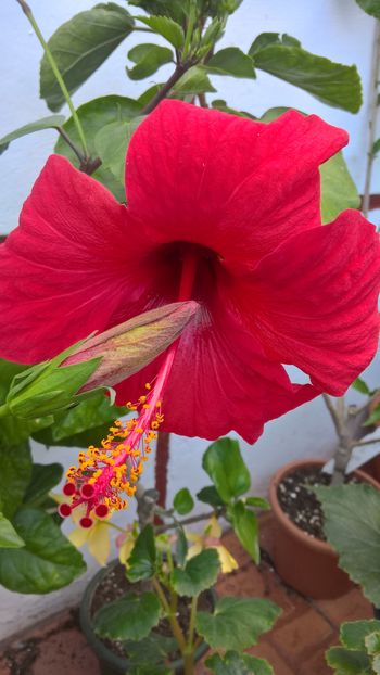  - Hibiscus Kyoto Red