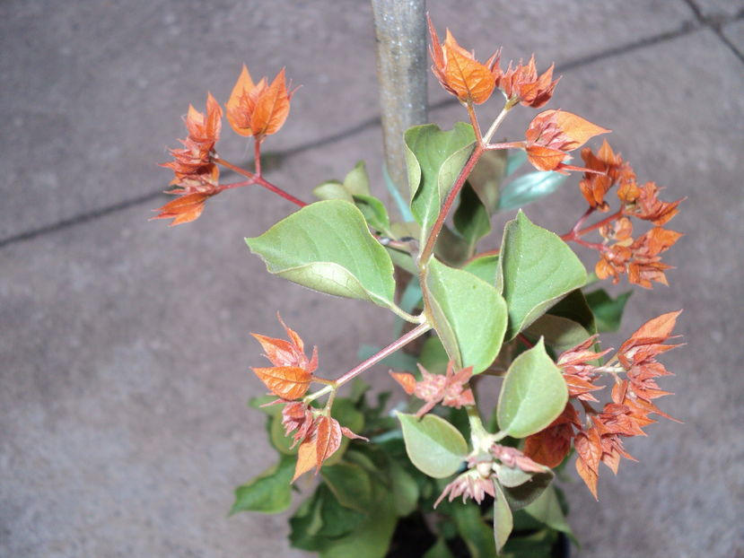 31 aug.2016...intarziata...