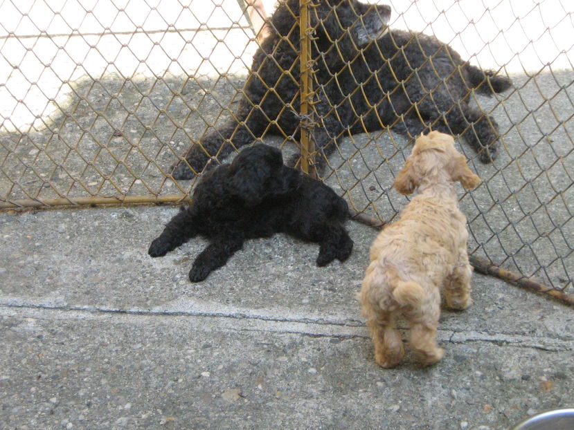  - MUKY_ ceva special