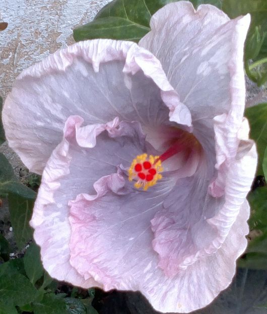 veronica todd 31aug2016 - Hibiscus