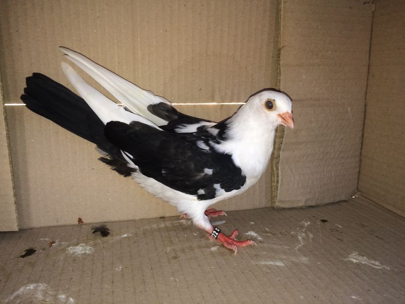 12222_3 - tineret 2016