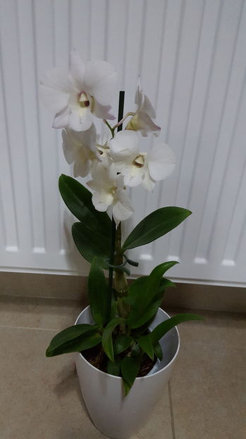  - dendrobium phalaenopsis