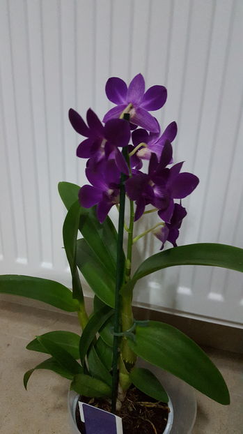  - dendrobium phalaenopsis