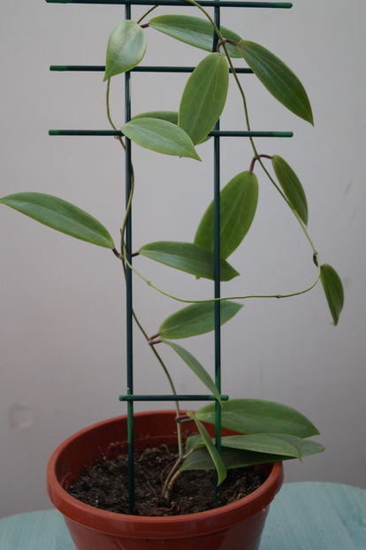 Hoya soligamiana 4 - Hoya soligamiana