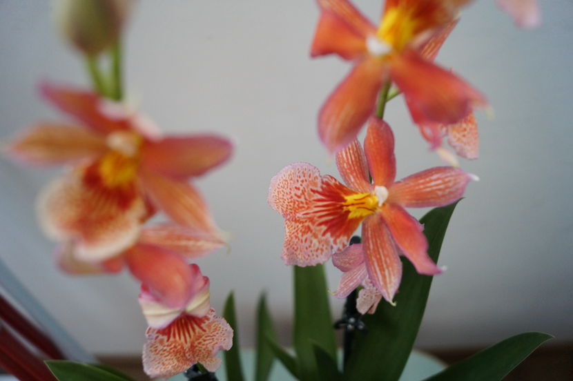 Orhidee Burrageara- Cambria Nelly Orange 6 - Orhidee Burrageara- Cambria Nelly Orange