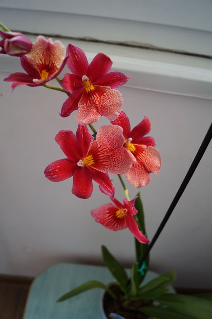 Orhidee Burrageara Isler Nelly Red 6