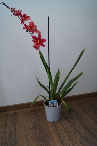 Orhidee Burrageara Isler Nelly Red 17