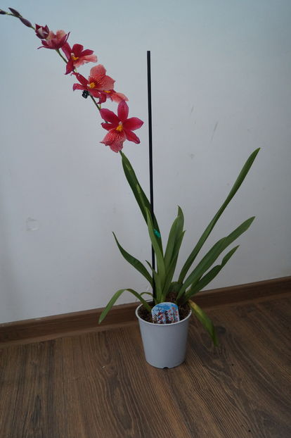 Orhidee Burrageara Isler Nelly Red 18