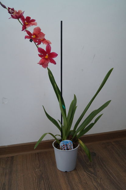 Orhidee Burrageara Isler Nelly Red 19