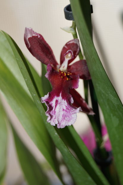 orhidee cambria 4 - orhidee cambria