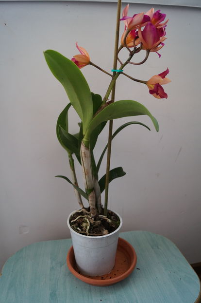 orhidee cattleya 1 - orhidee Cattleya