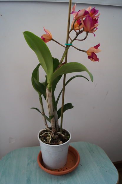orhidee cattleya 2 - orhidee Cattleya