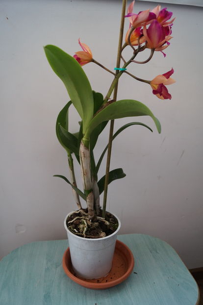 orhidee cattleya 3 - orhidee Cattleya
