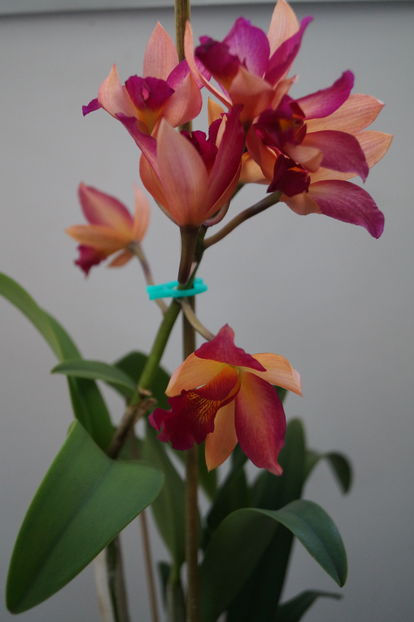 orhidee cattleya 4 - orhidee Cattleya