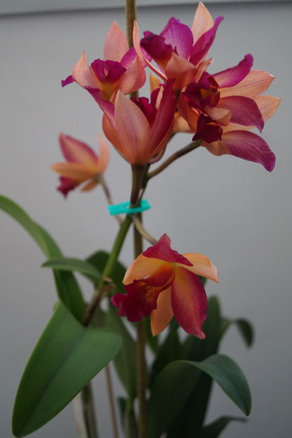 orhidee cattleya 5