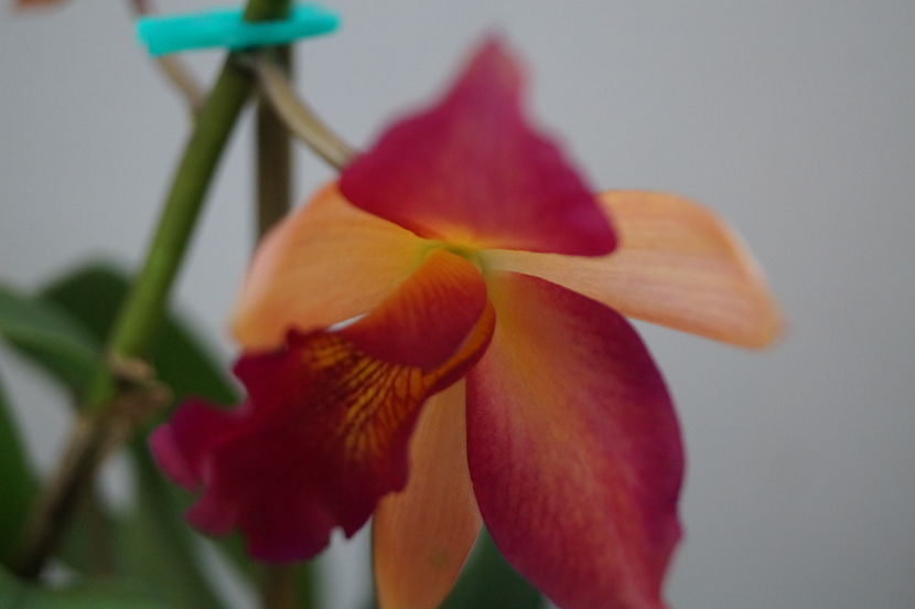 orhidee cattleya 6 - orhidee Cattleya