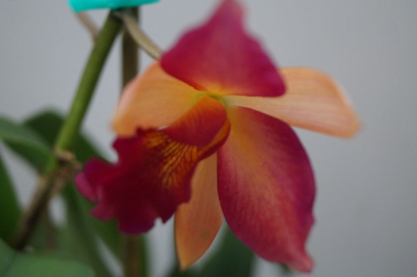 orhidee cattleya 7 - orhidee Cattleya