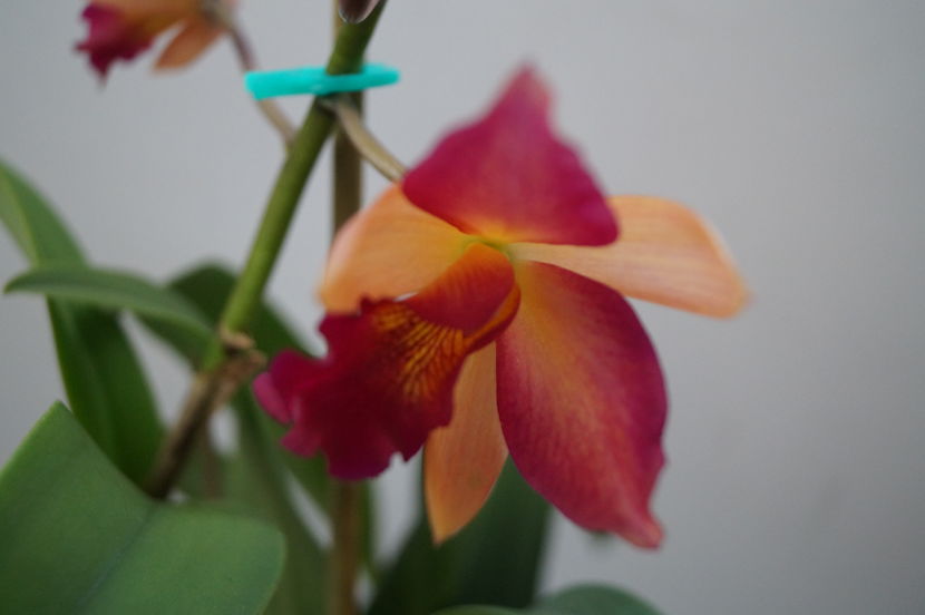 orhidee cattleya 8 - orhidee Cattleya