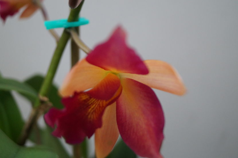 orhidee cattleya 9 - orhidee Cattleya