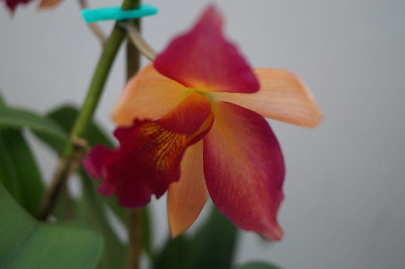 orhidee cattleya 10 - orhidee Cattleya