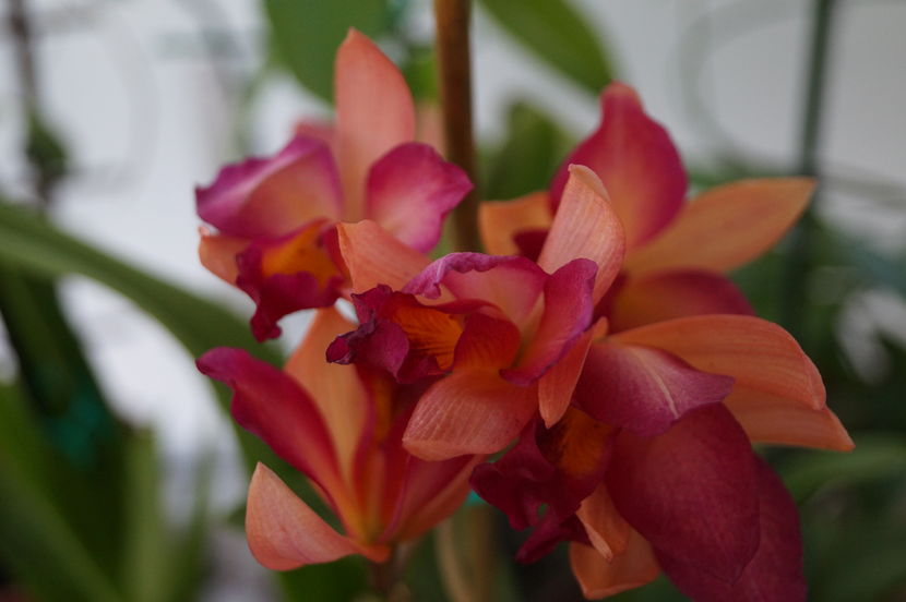 orhidee cattleya 11 - orhidee Cattleya