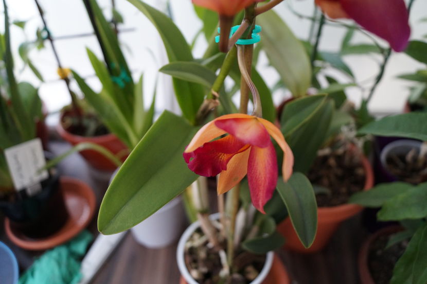 orhidee cattleya 12