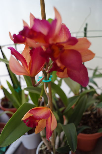 orhidee cattleya 13