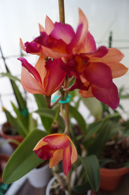 orhidee cattleya 14