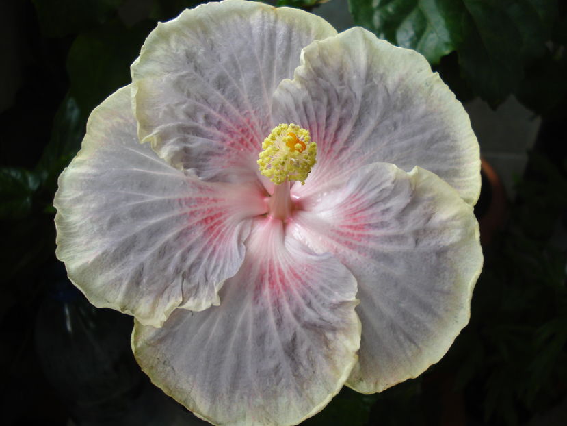 Barry Schlueter - HIBISCUS 2016