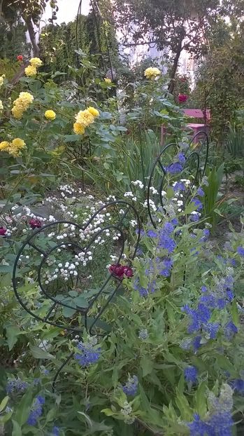  - Phlox si alte perene