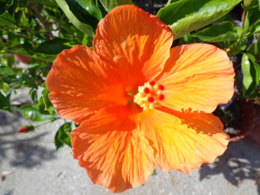  - A2-HIBISCUS 2016