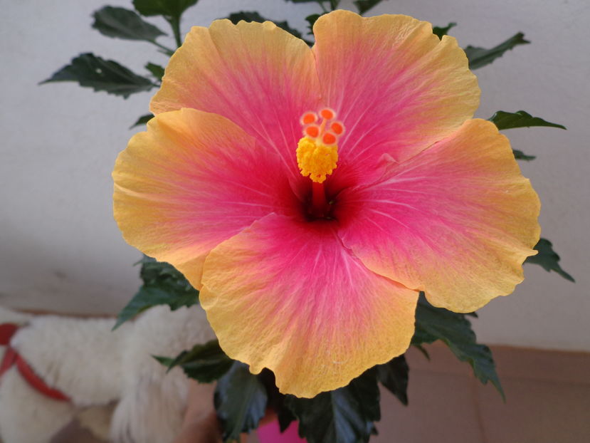  - A2-HIBISCUS 2016