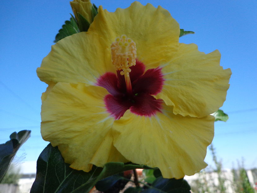  - A2-HIBISCUS 2016