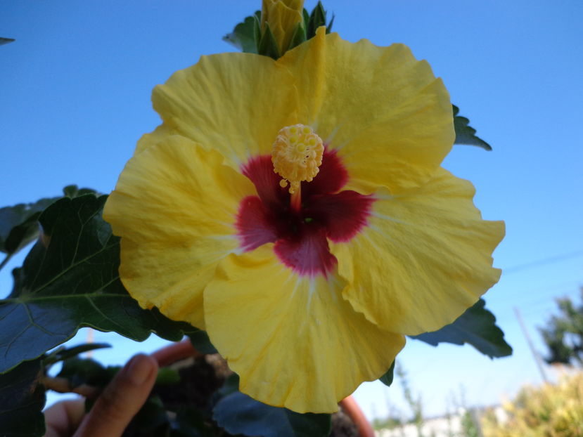  - A2-HIBISCUS 2016