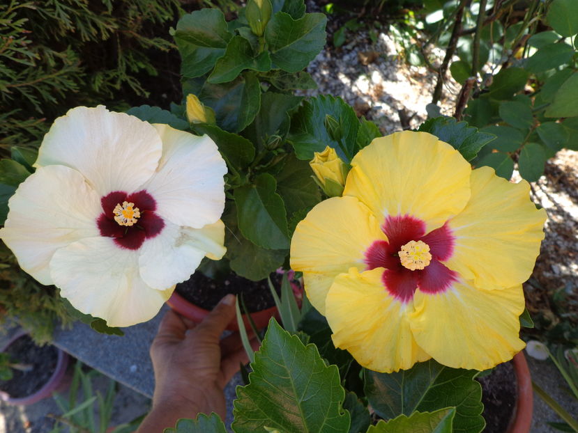  - A2-HIBISCUS 2016