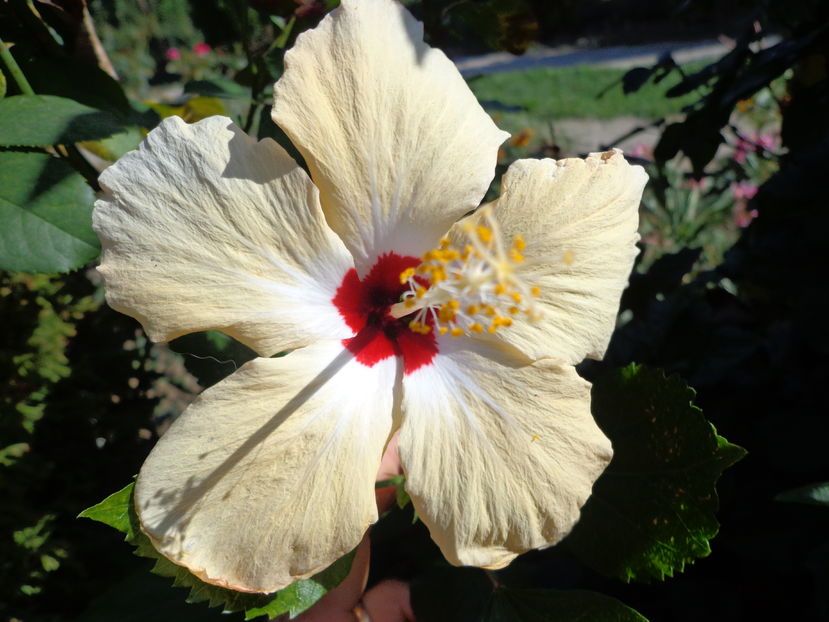  - A2-HIBISCUS 2016