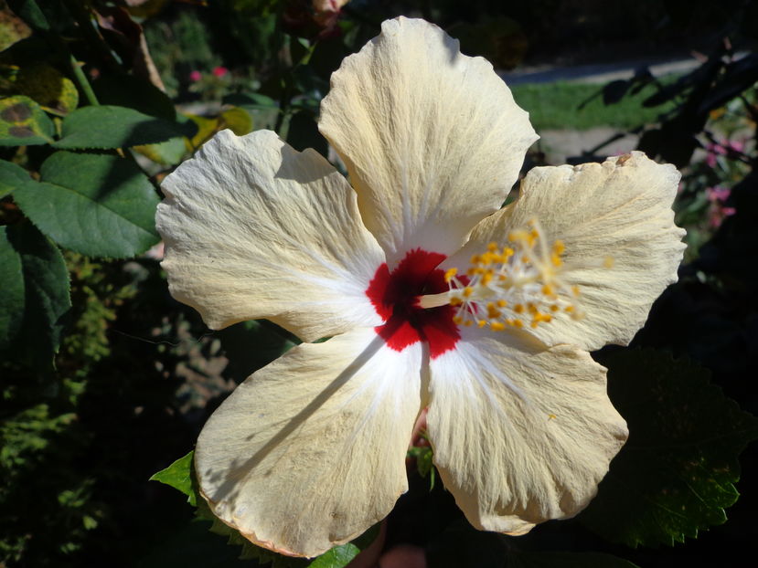  - A2-HIBISCUS 2016