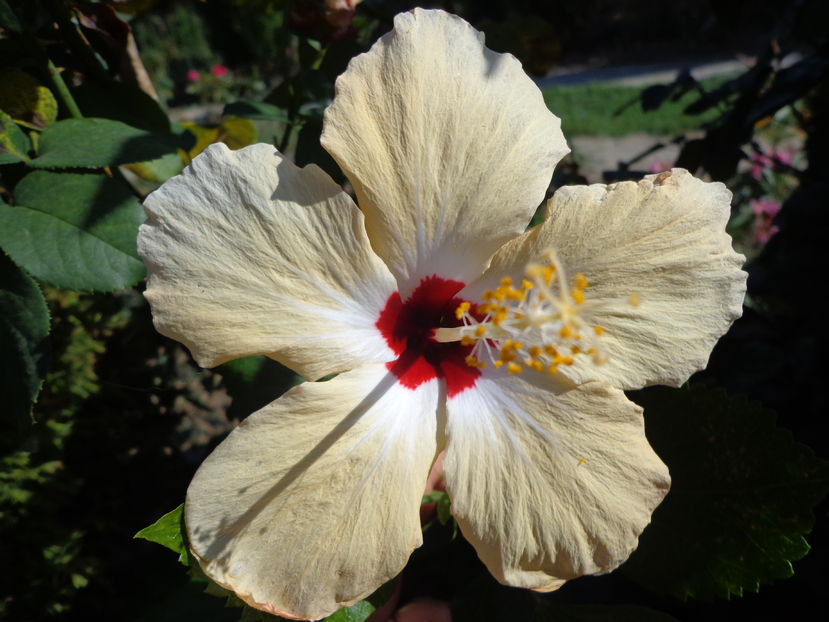  - A2-HIBISCUS 2016