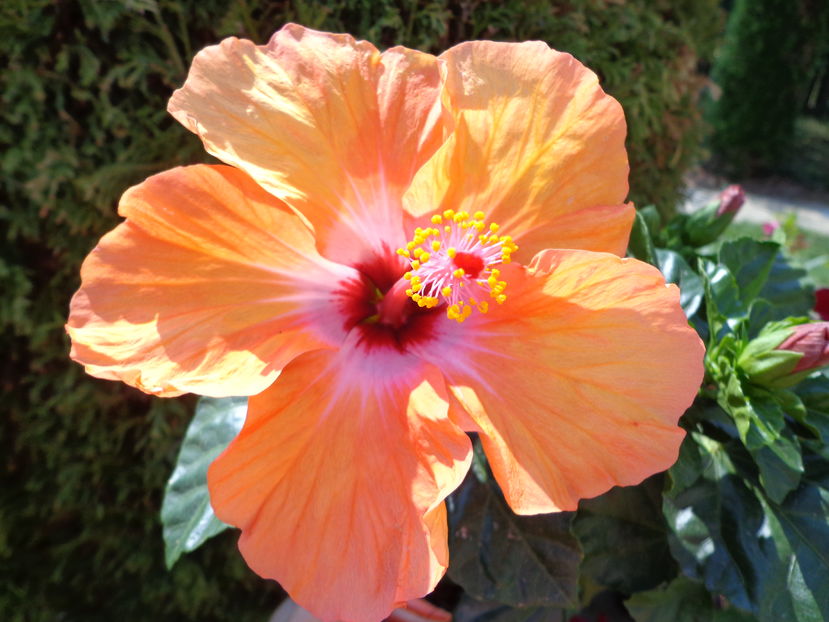  - A2-HIBISCUS 2016