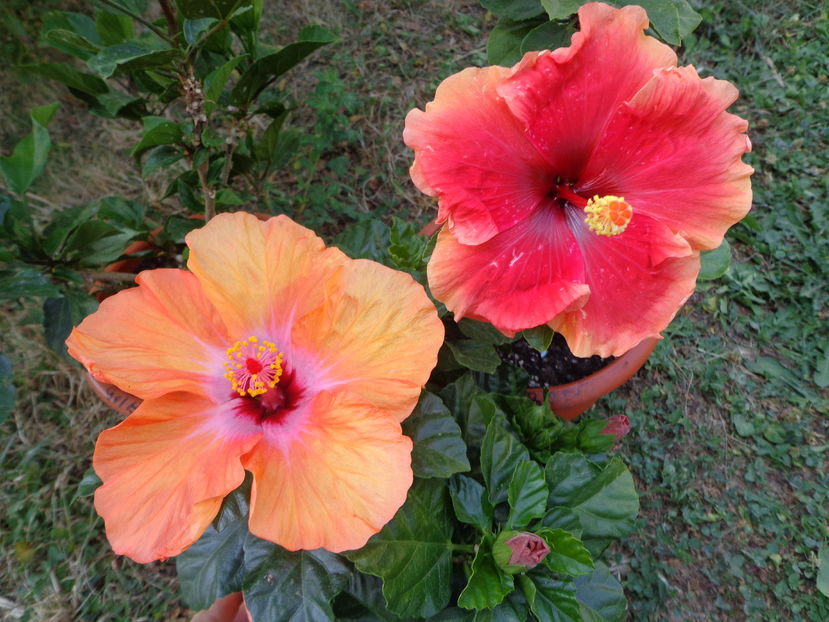  - A2-HIBISCUS 2016
