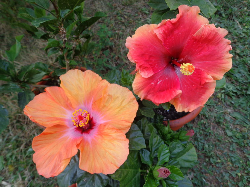  - A2-HIBISCUS 2016